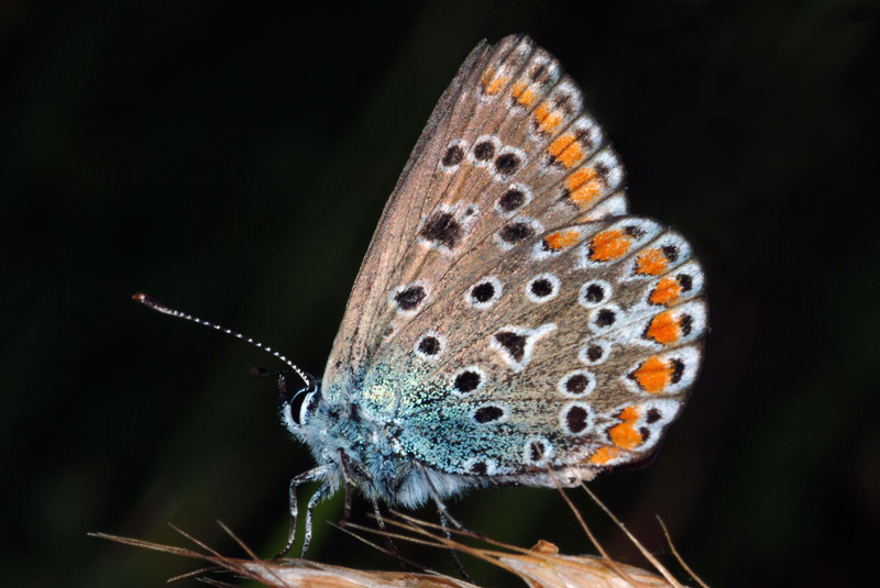 Conferma Polyommatus icarus